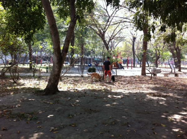 前面兩隻狗一個老外在公園遛 前面兩隻狗一個老外在公園遛