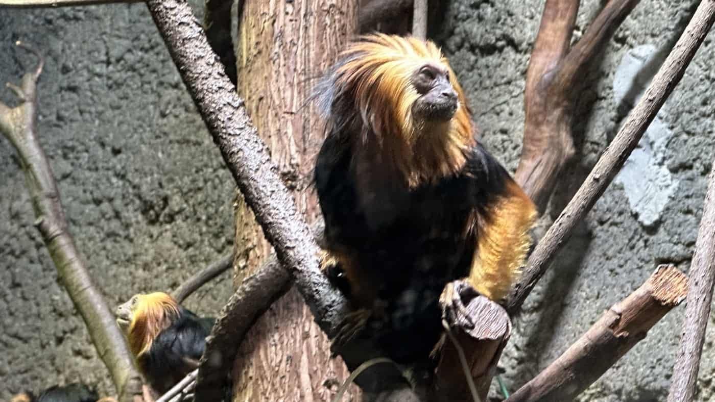 三、亞洲靈長動物1