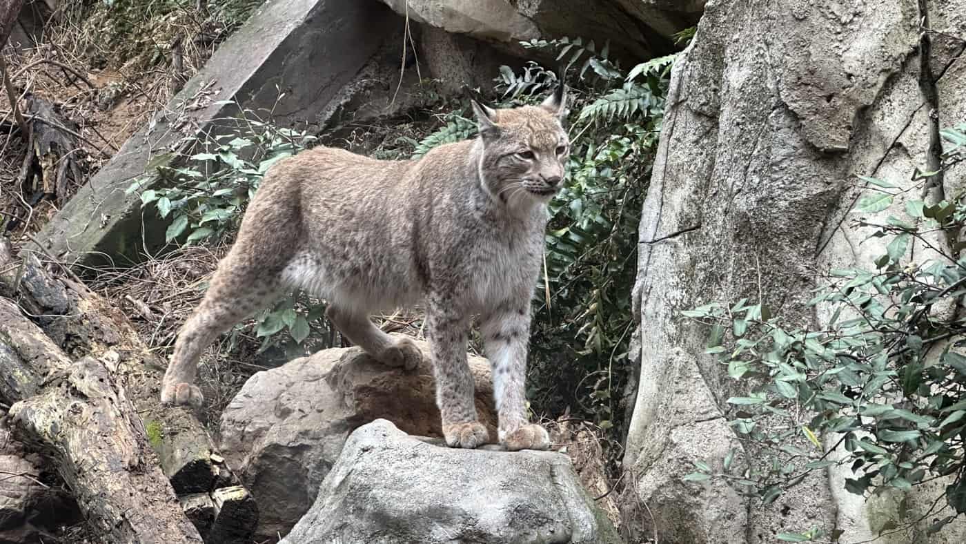 六、高原歐亞猞猁2