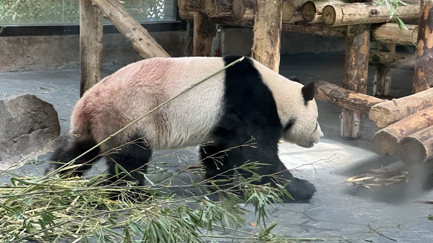 四、熱門好看的熊貓館1