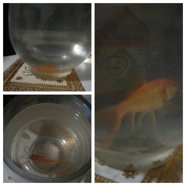 除夕夜團圓飯要煮一條魚 除夕夜團圓飯要煮一條魚