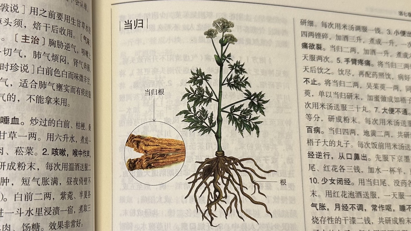 三、當歸的功效研究