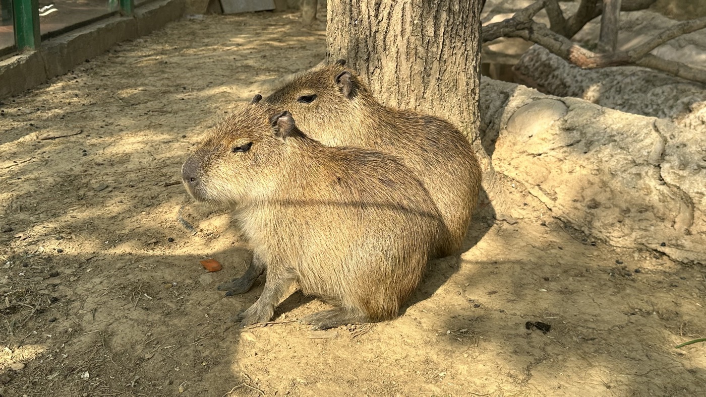 五、卡皮巴拉小萌寵1