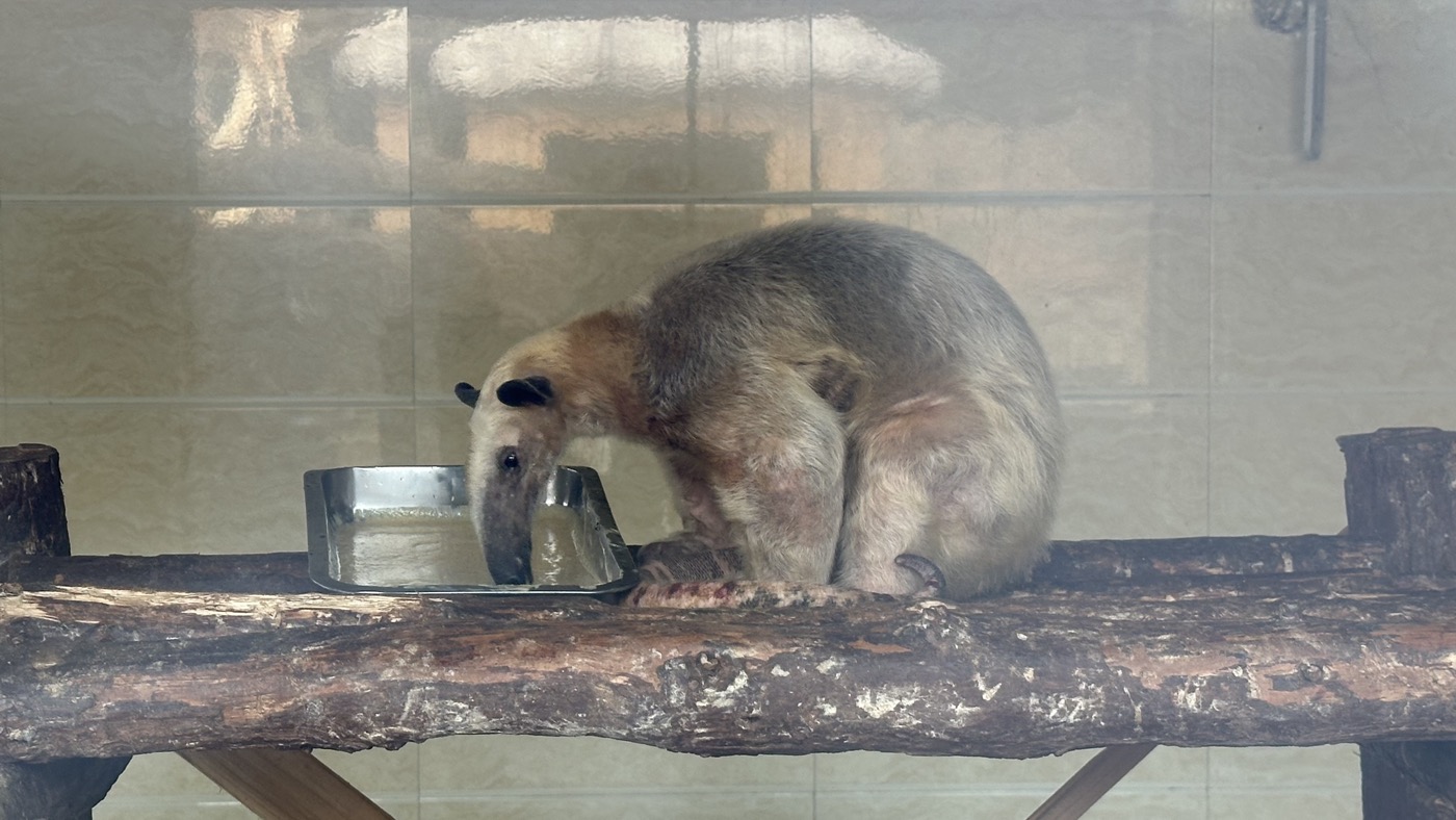 八、表演和稀有動物2
