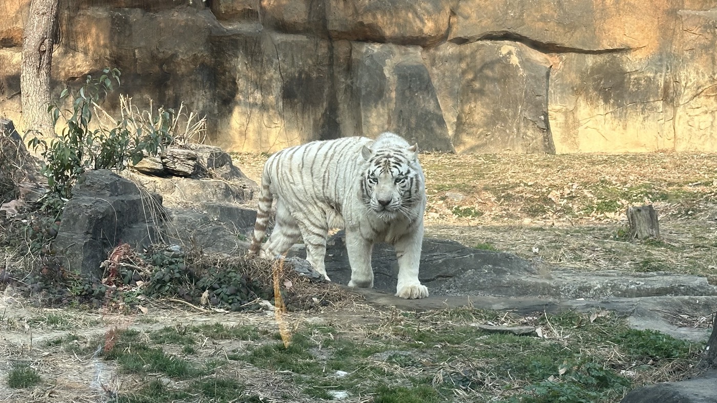 八、表演和稀有動物4