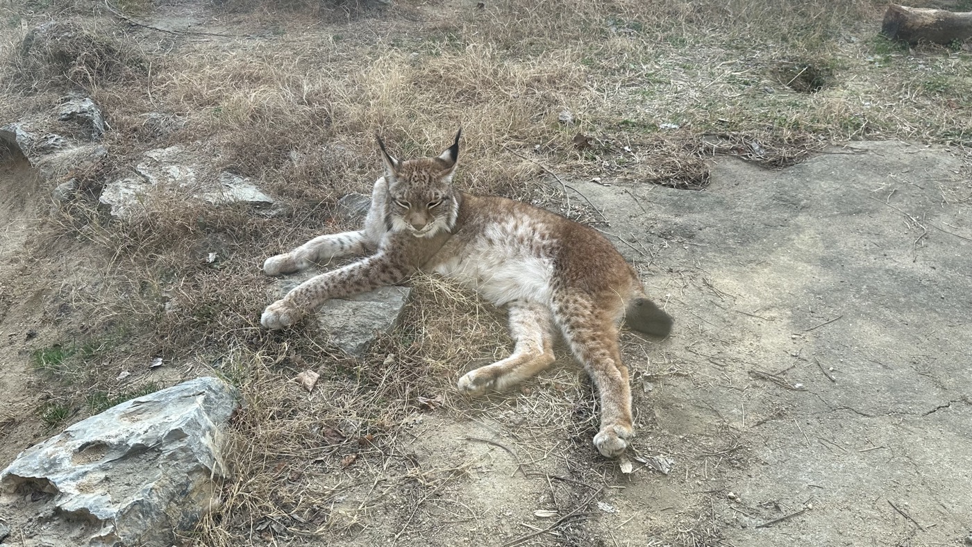 八、表演和稀有動物5