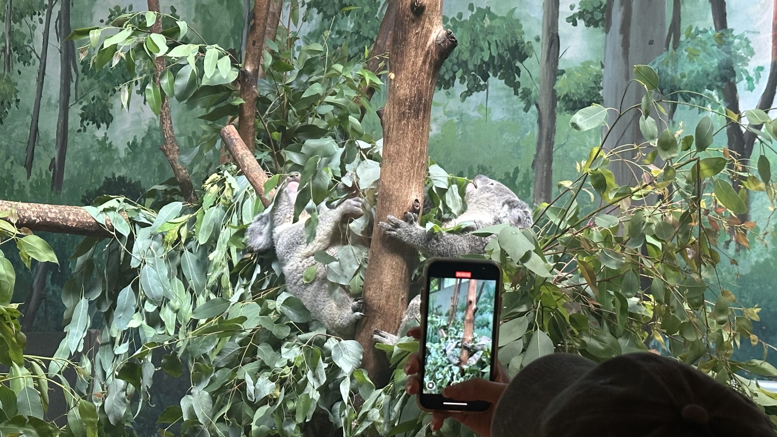 七、考拉和熊貓樂園1