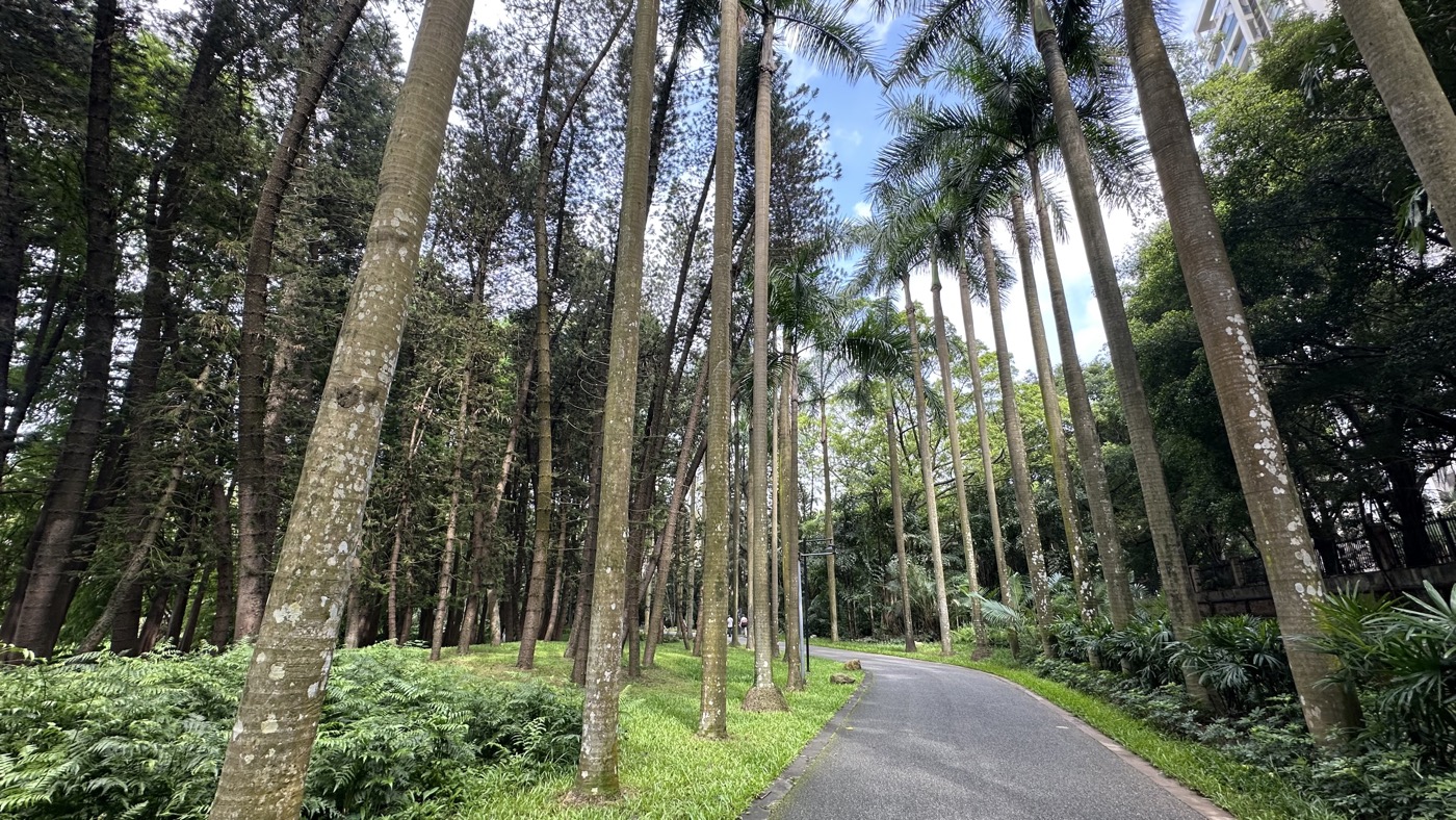 三、棕櫚園蘇鐵園1