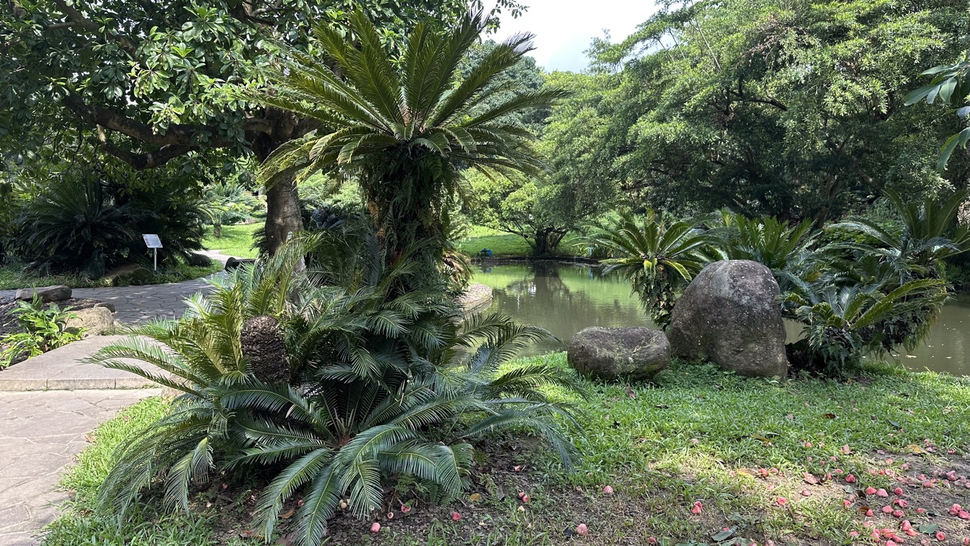 三、棕櫚園蘇鐵園2