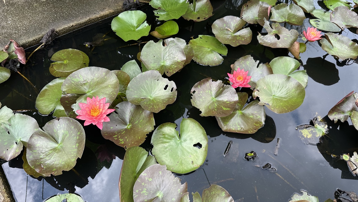 四、鳳梨園水生植物2