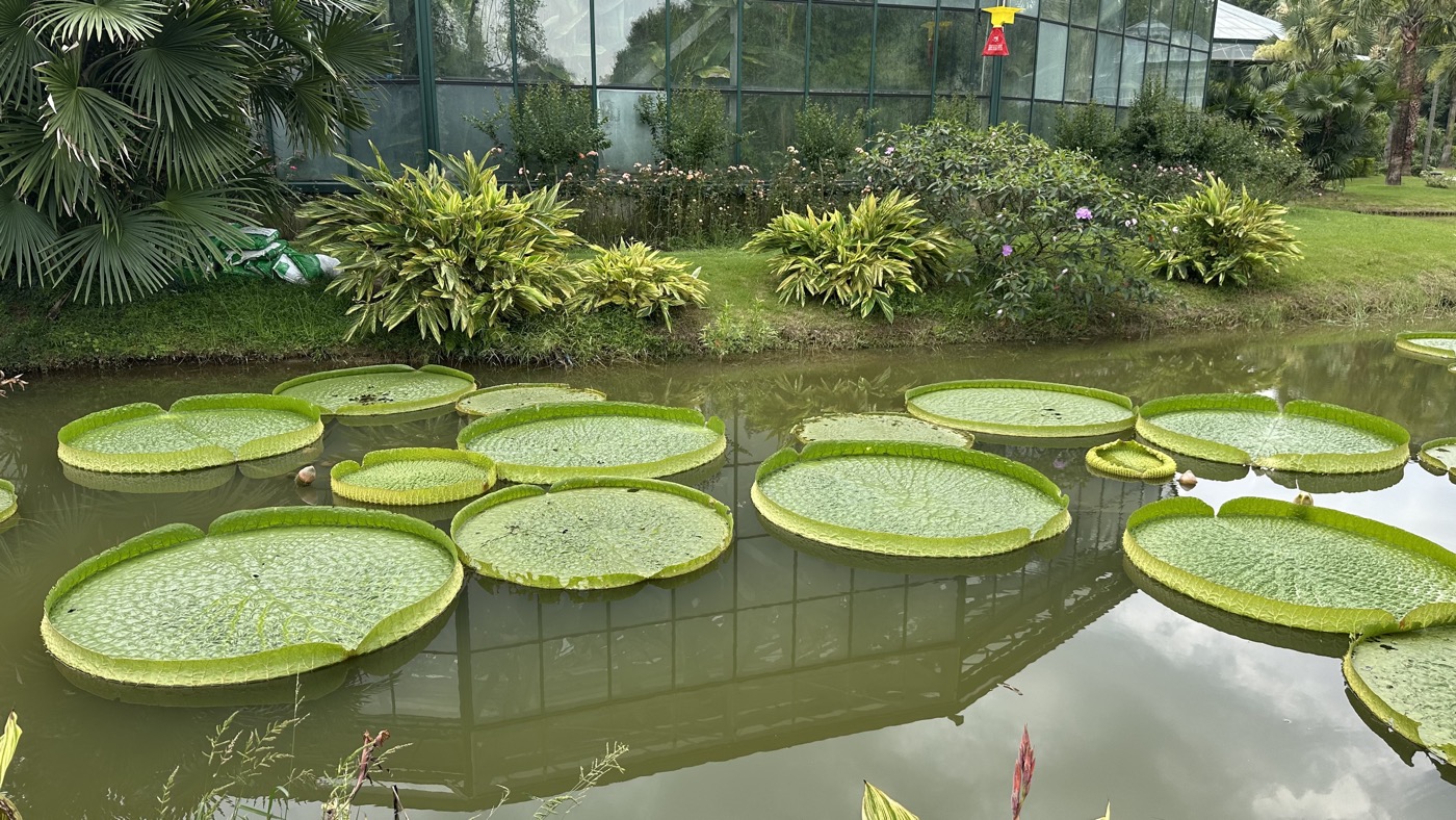 四、鳳梨園水生植物3