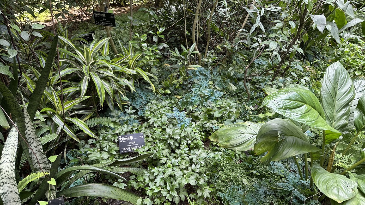 五、藥用植物與蘭園2