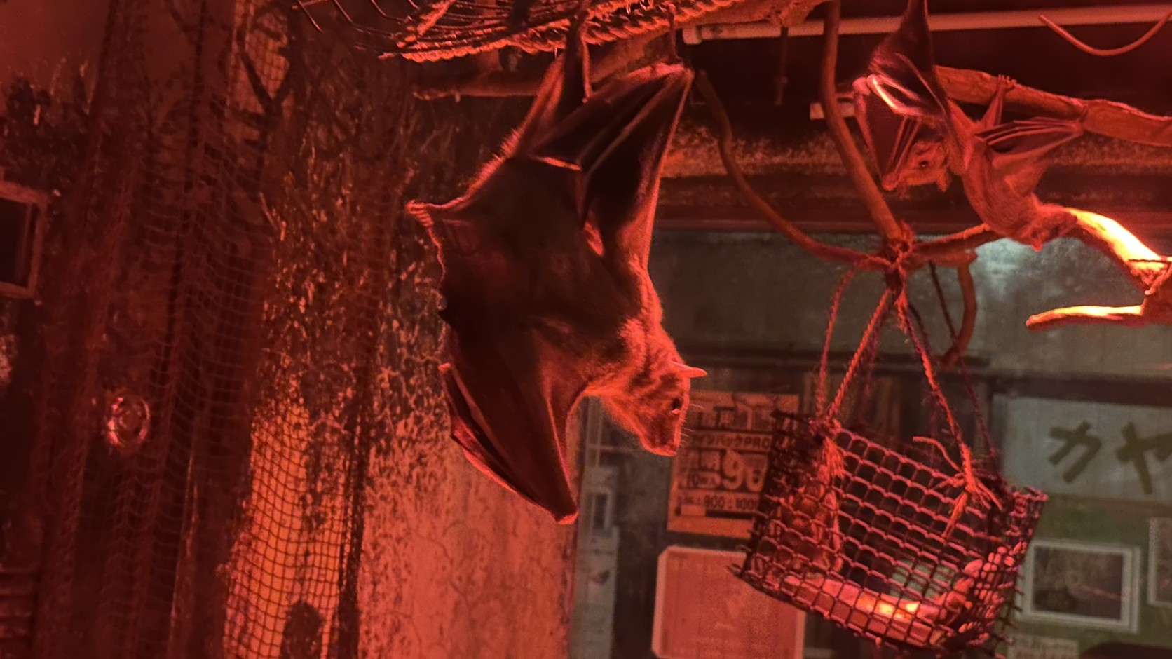五、天王寺動物園夜行性動物館：蝙蝠倒掛特寫
