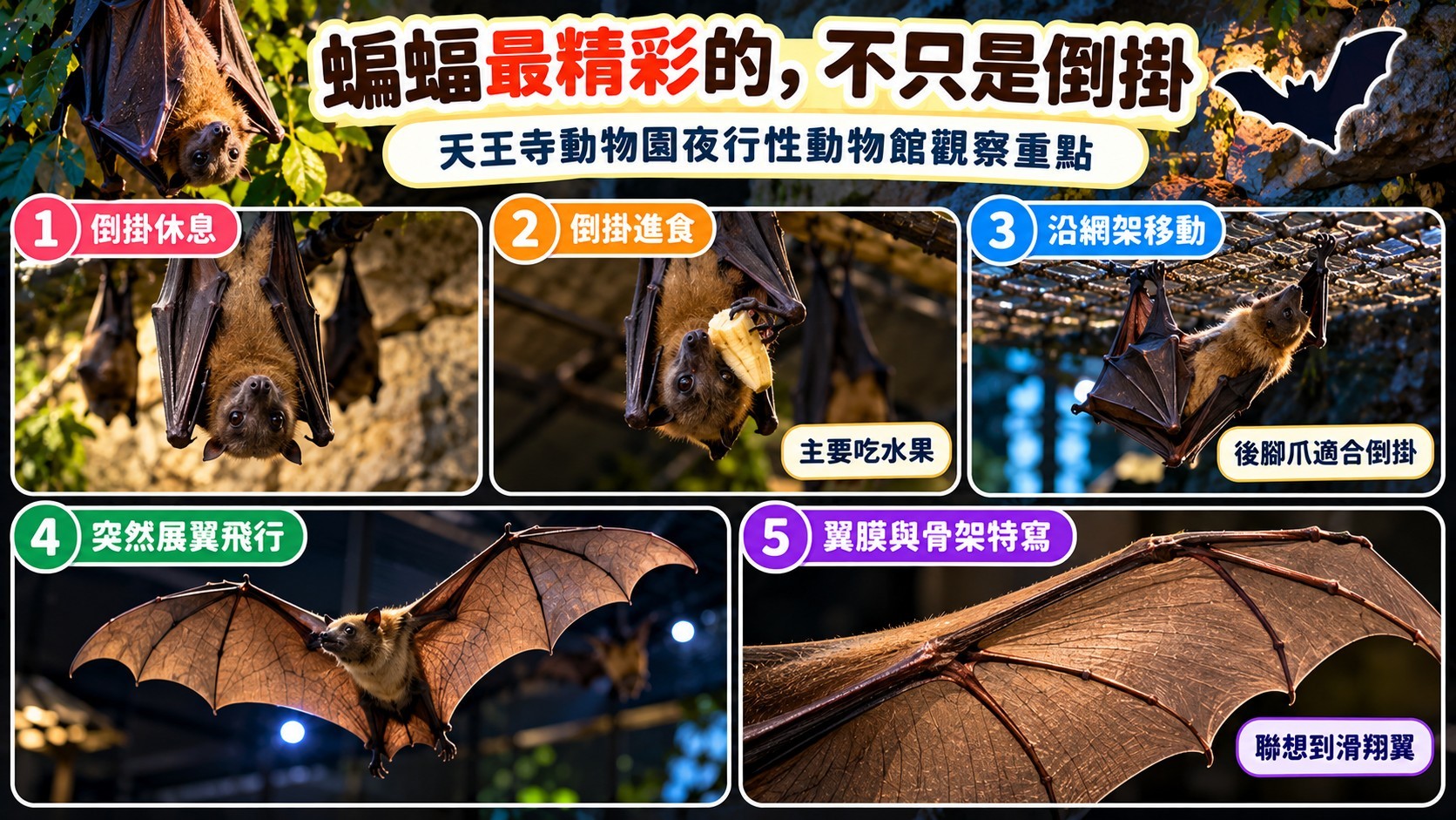 五、天王寺動物園夜行性動物館：蝙蝠觀察五重點整理卡