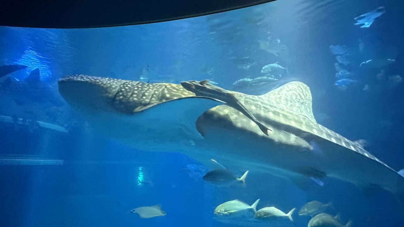 走進海遊館才發現空間比外觀看起來大 3