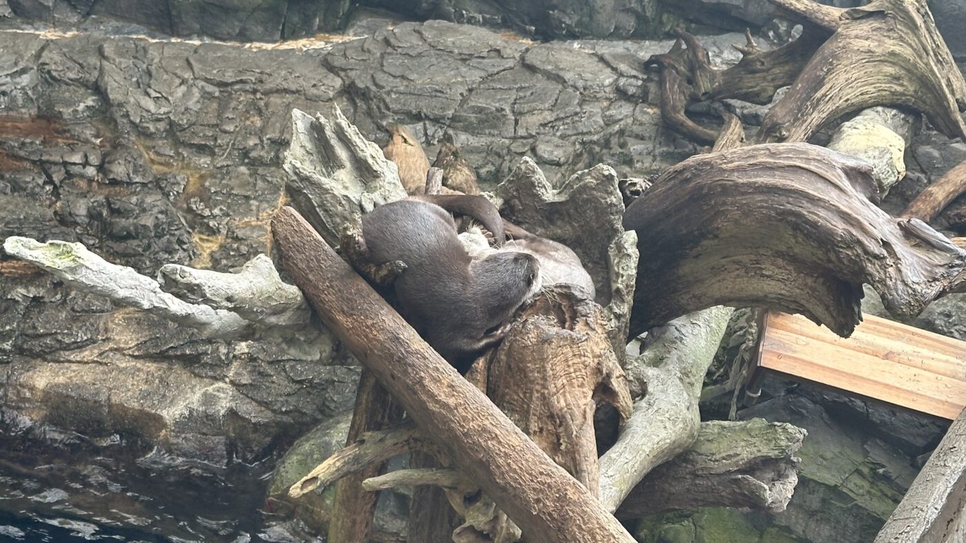 水獺與企鵝就在眼前生活