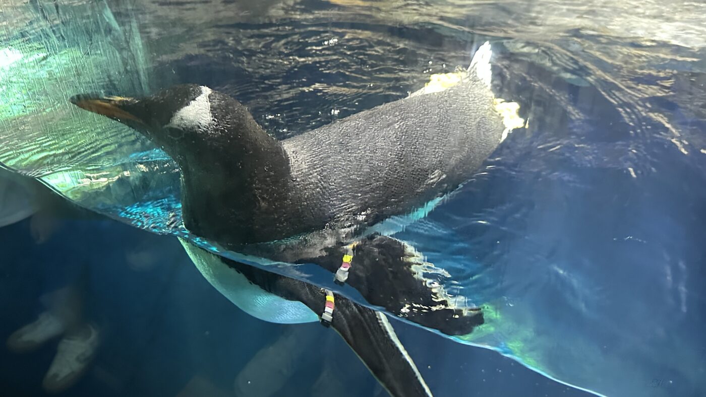 水獺與企鵝就在眼前生活 3