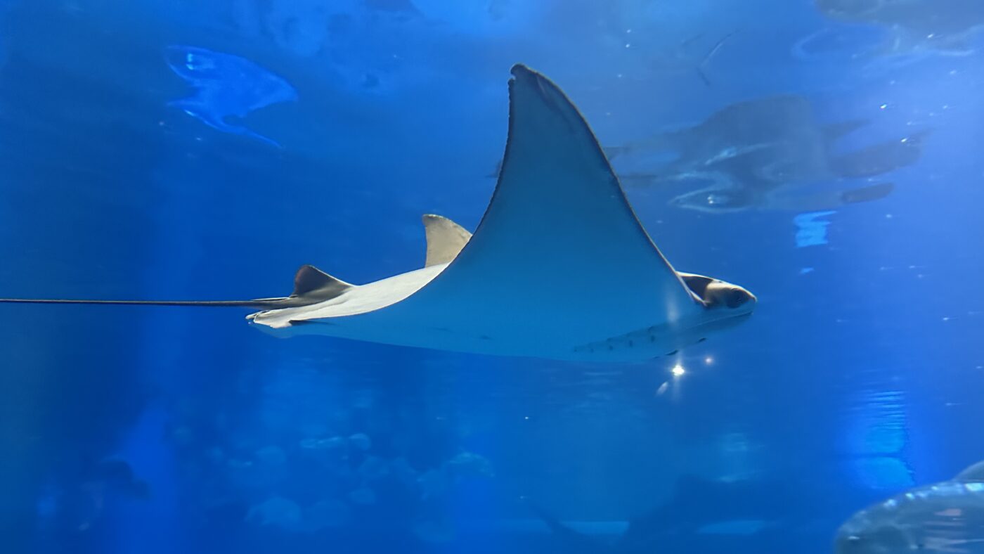 魟魚、鯊魚與翻車魚各有自己的性格