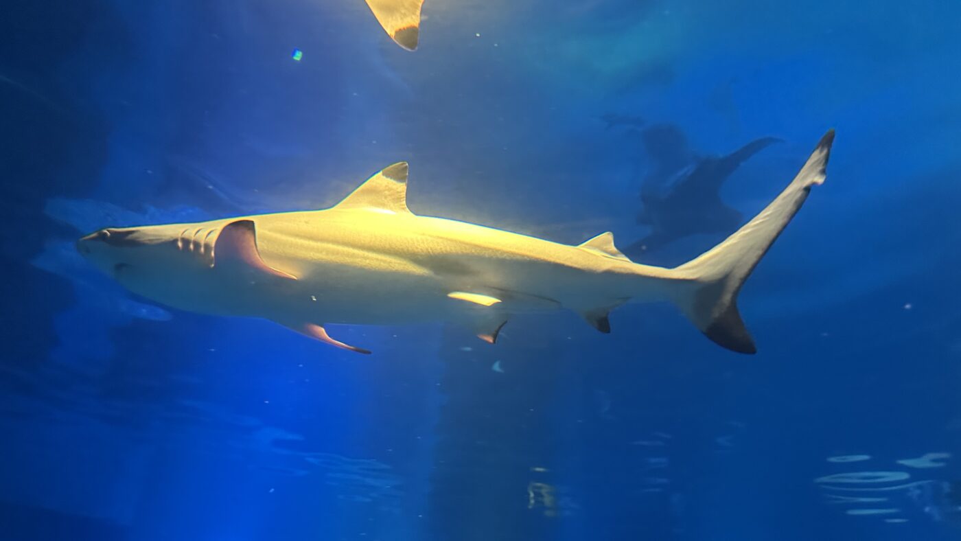 魟魚、鯊魚與翻車魚各有自己的性格 2