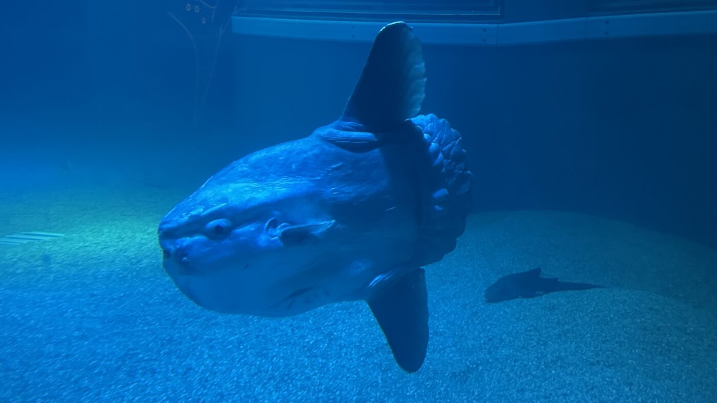 魟魚、鯊魚與翻車魚各有自己的性格 3