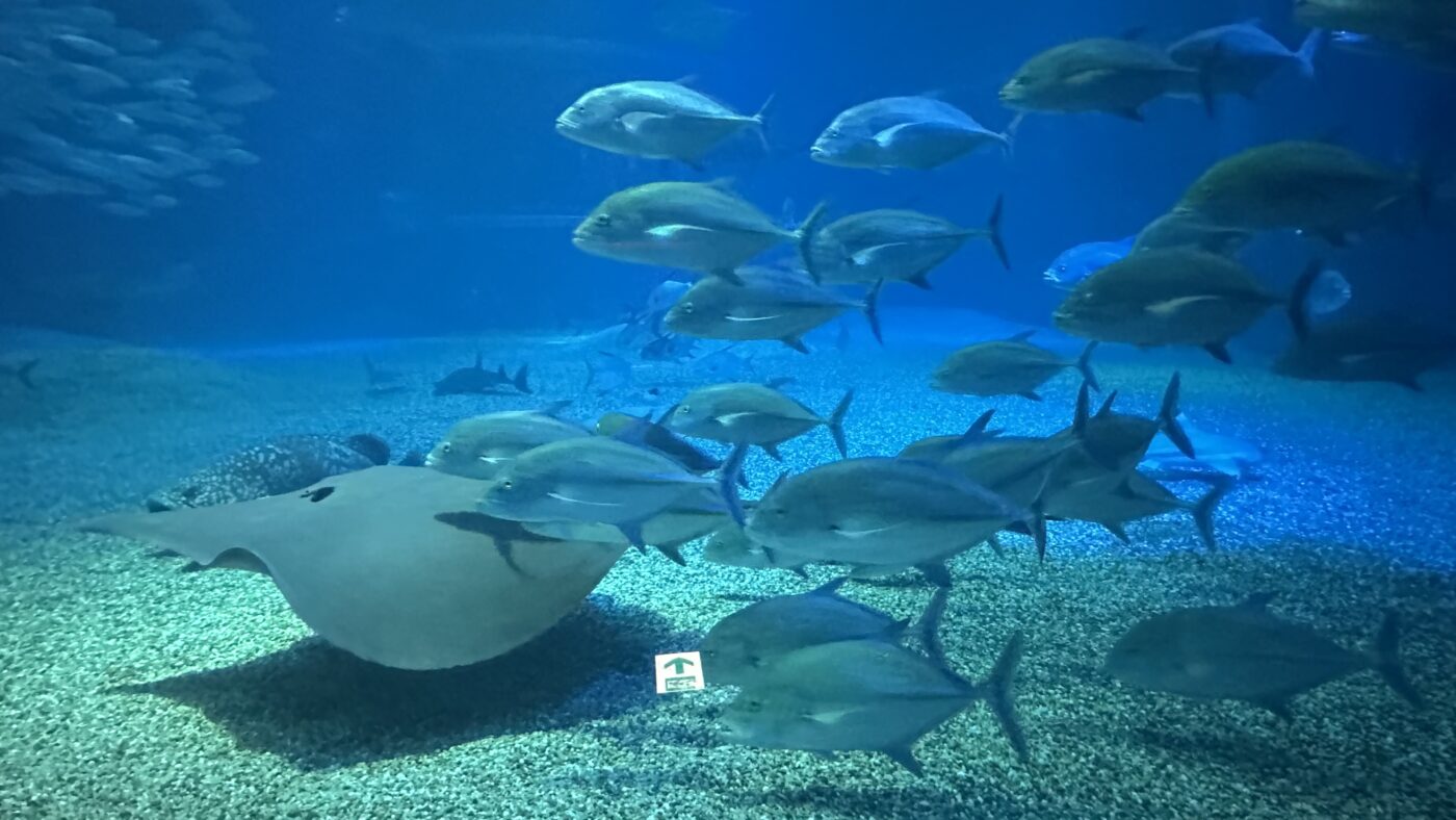 中央水槽才是大阪海遊館真正的靈魂