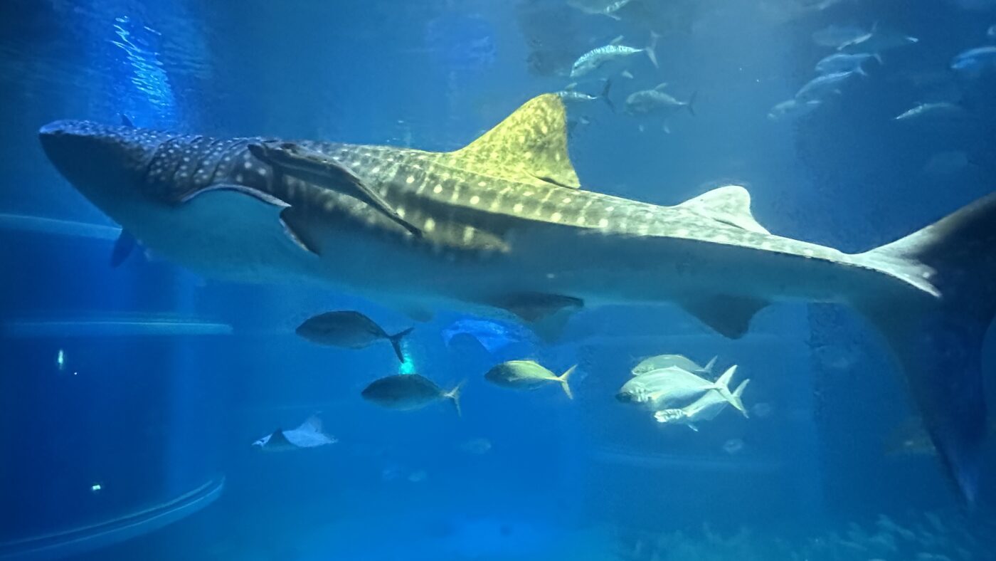 中央水槽才是大阪海遊館真正的靈魂 2