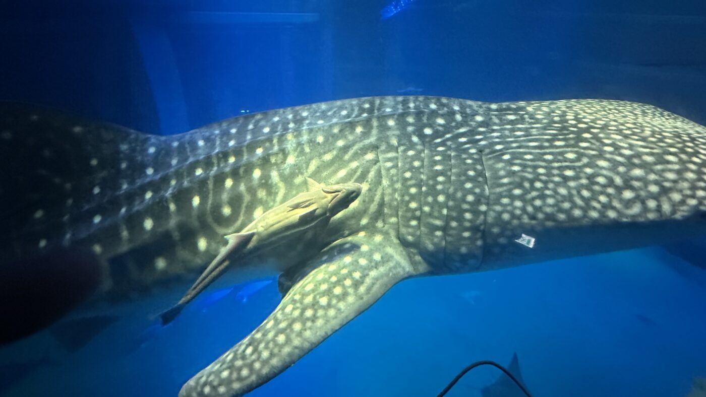 中央水槽才是大阪海遊館真正的靈魂 3