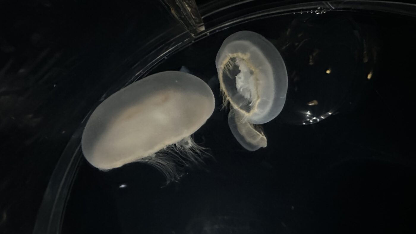 水母世界像漂浮在滿天星斗之間 2