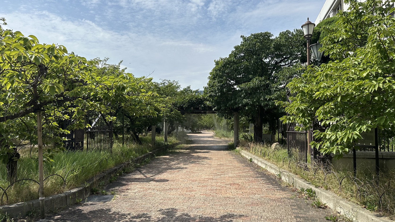 造幣局園區紅磚步道實拍：7月道路兩側櫻樹只有綠葉