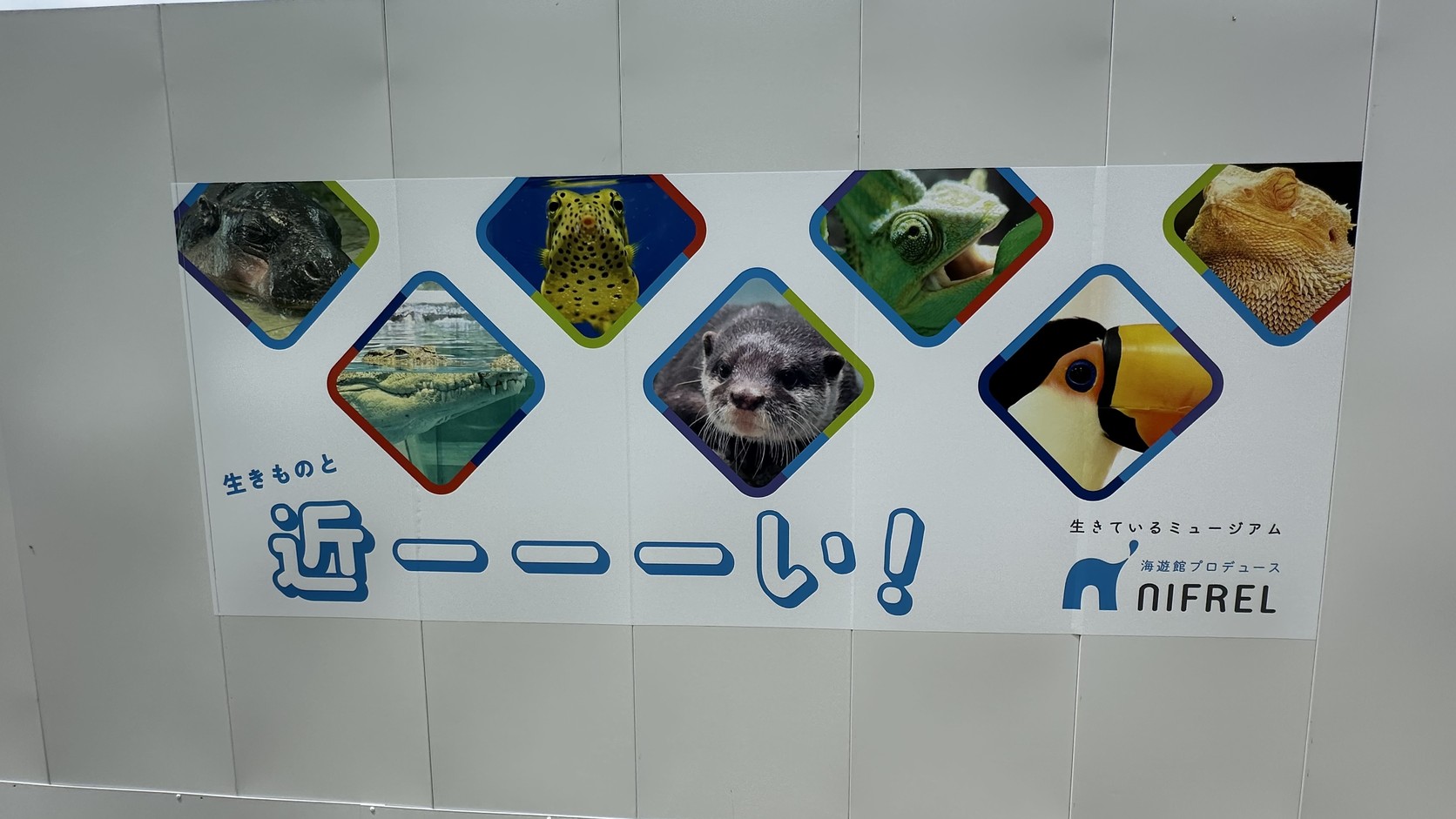 NIFREL外牆上的宣傳圖，寫著「生きものと近ーーーい！」，旁邊排著水獺、巨嘴鳥與變色龍等生物的照片