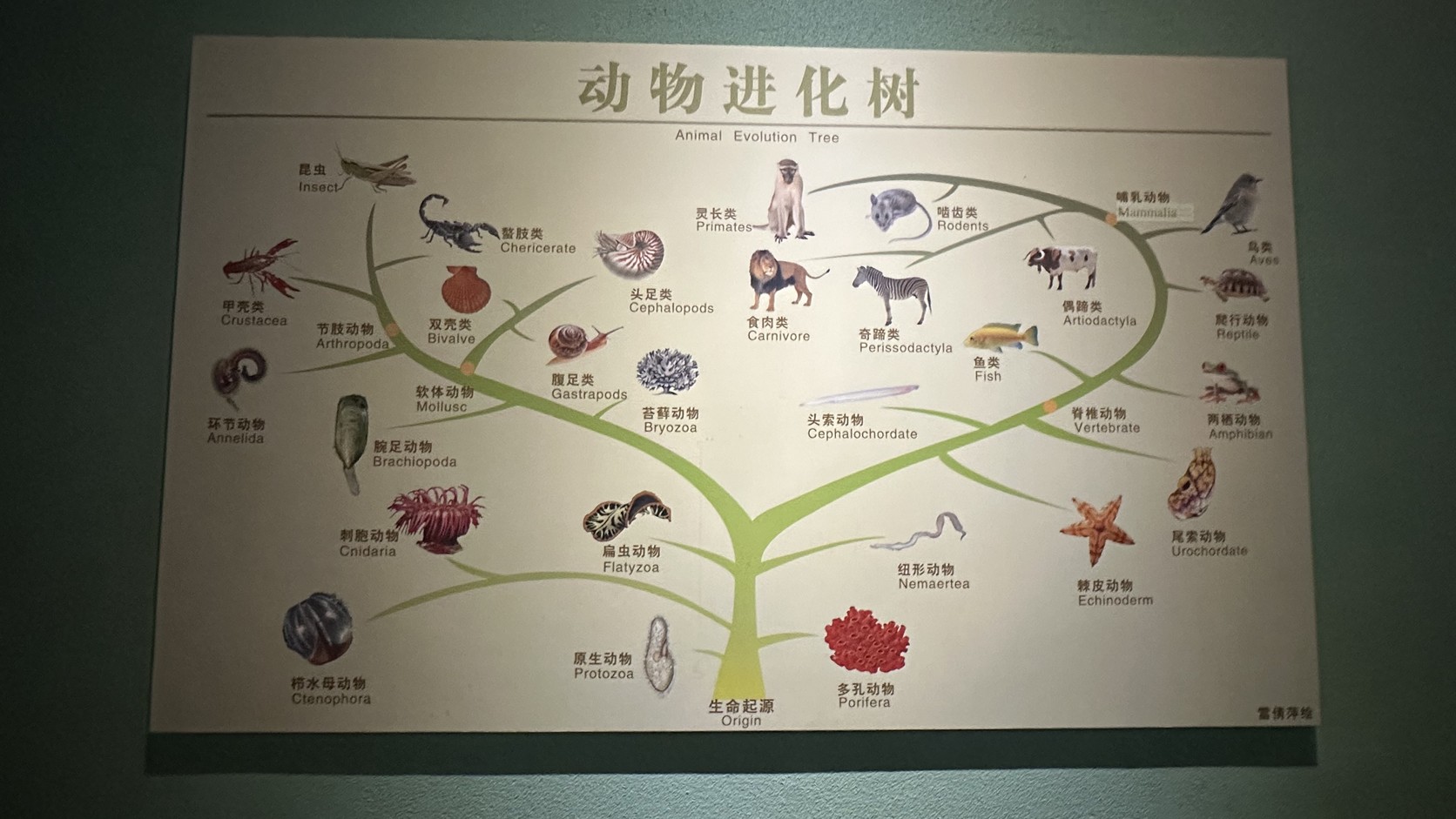 「動物進化樹」展板，從生命起源分出各類動物