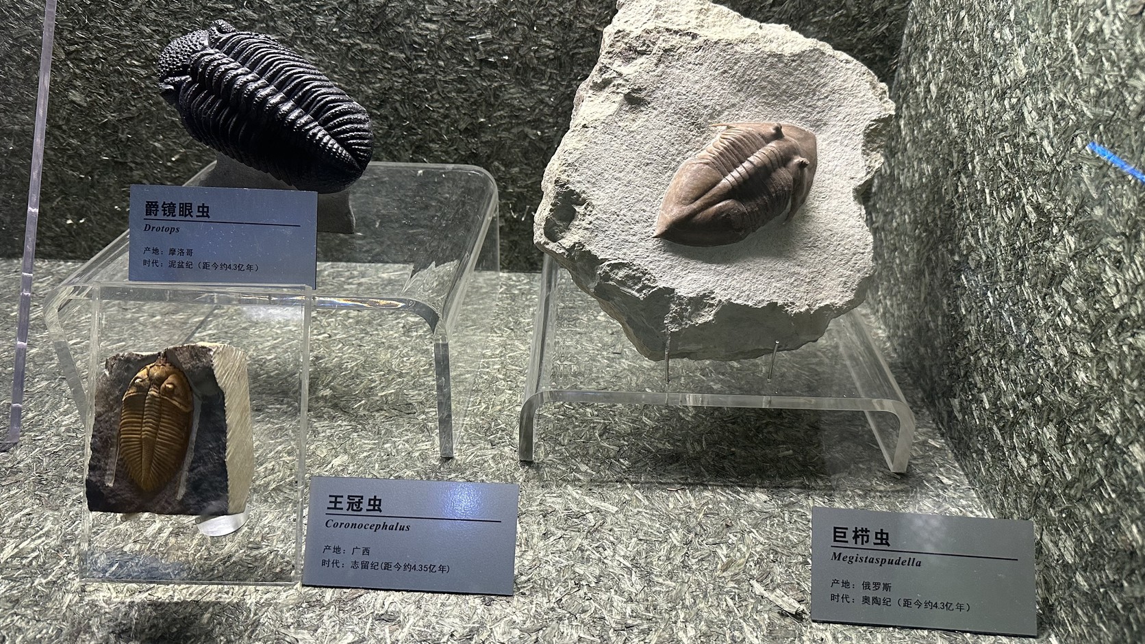 三葉蟲化石展櫃，標牌為爵鏡眼蟲、王冠蟲與巨櫛蟲