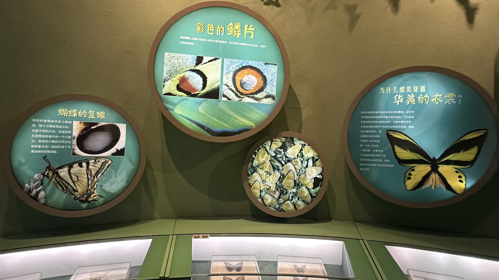 蝴蝶的複眼、彩色的鱗片、群集越冬與蝶類華美衣裳四面圓形展板