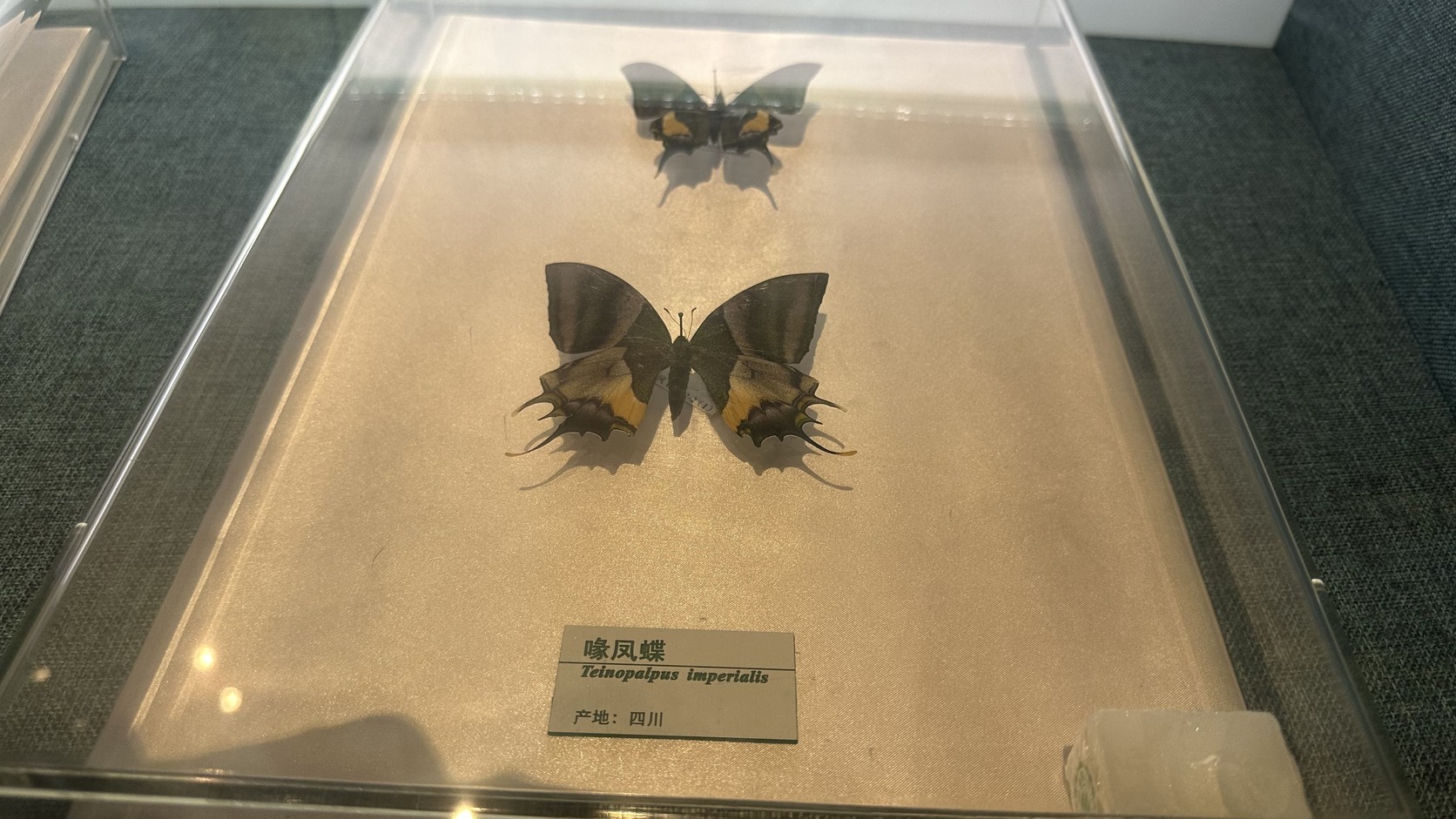 喙鳳蝶標本與標牌，學名 Teinopalpus imperialis，產地四川