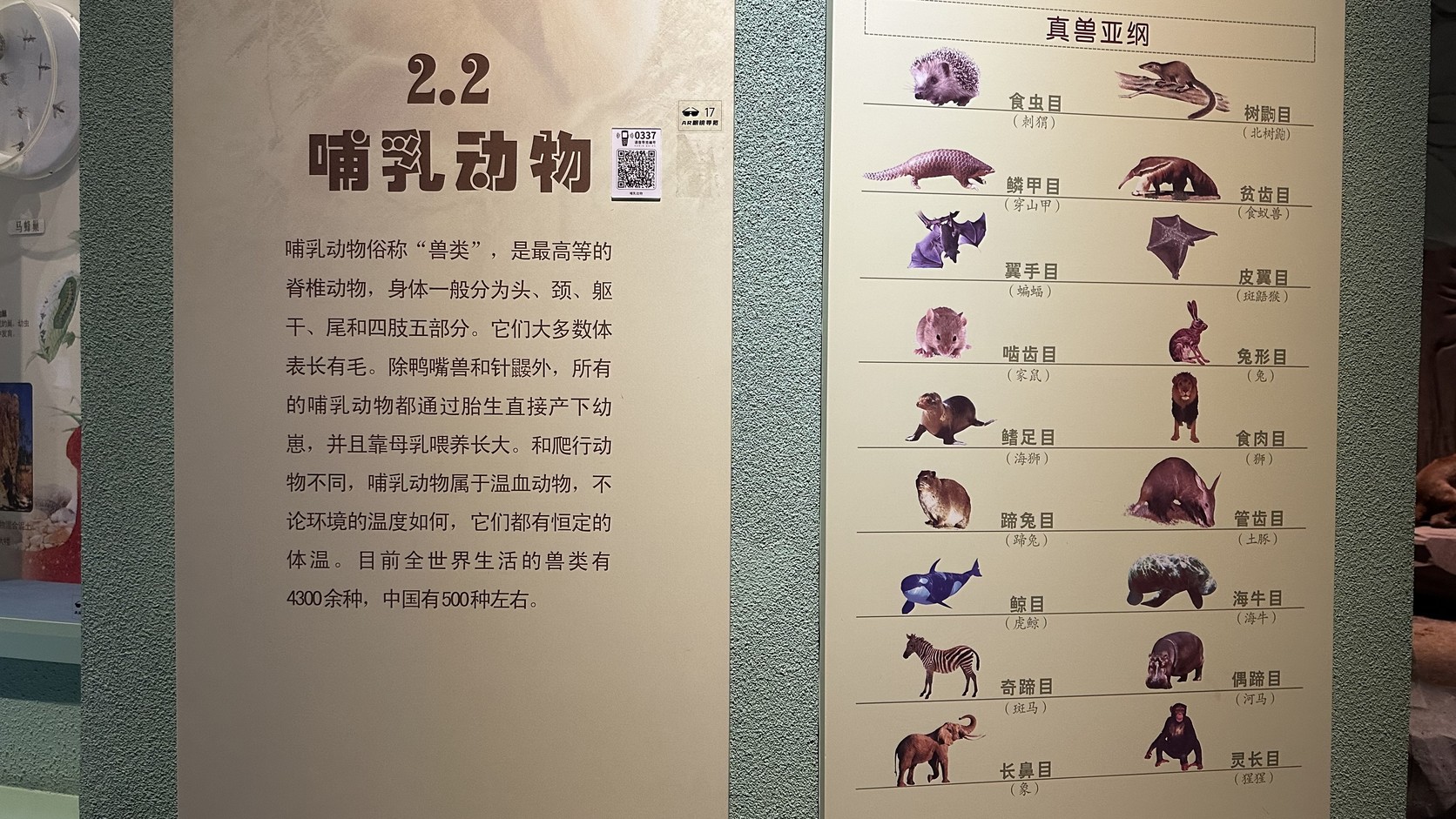 「2.2 哺乳動物」展板與真獸亞綱圖表