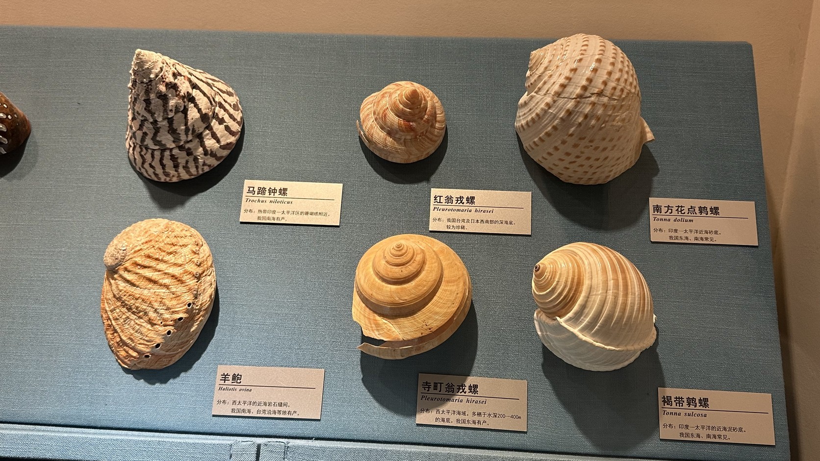 海貝展櫃，標牌包括馬蹄鐘螺、紅翁戎螺、南方花點鶉螺、羊鮑、寺町翁戎螺與褐帶鶉螺