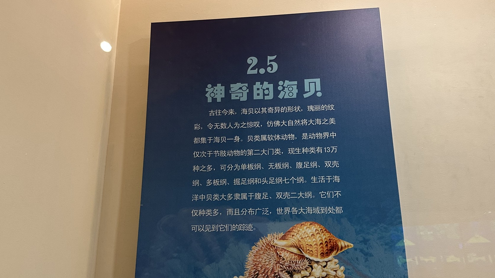 「2.5 神奇的海貝」展板