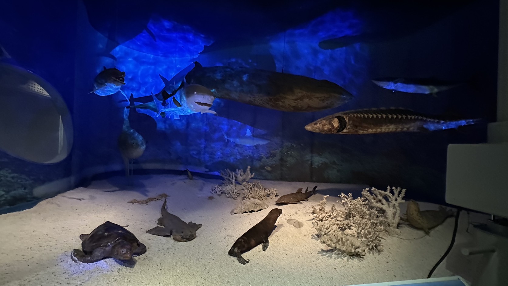 海底造景，可見海龜、鯊魚與各種魚類