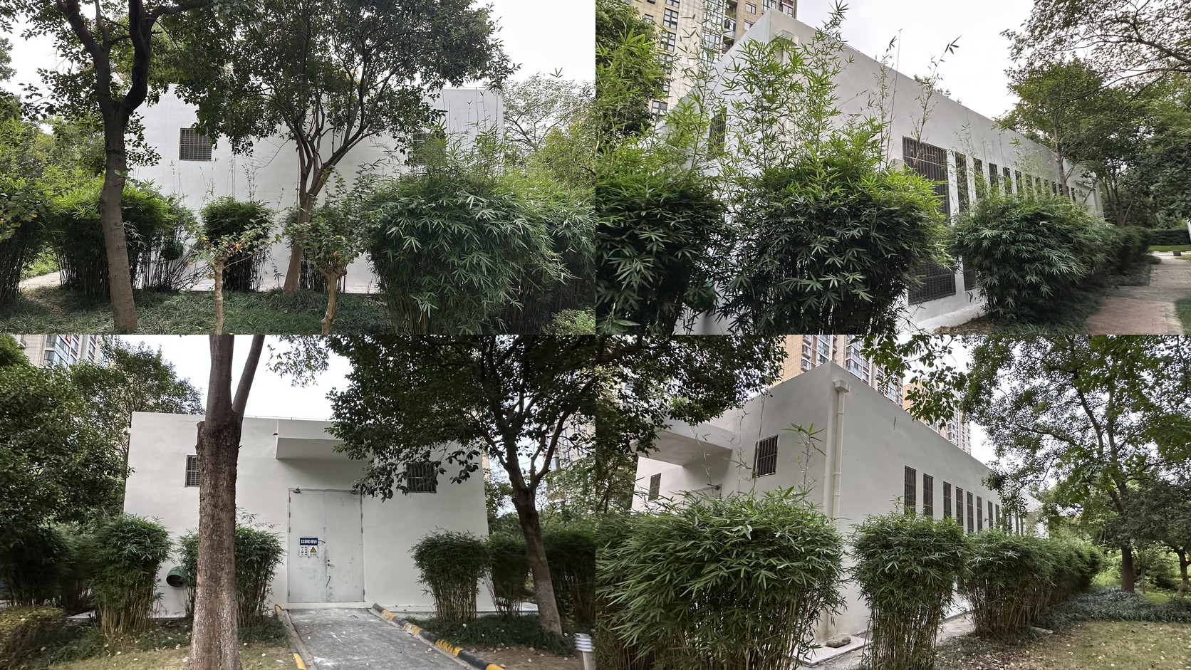 從地面拍攝的小建築四面外觀，周圍有竹叢與樹木；照片沒有拍到屋頂上的貓，也無法證明牠的攀爬路線