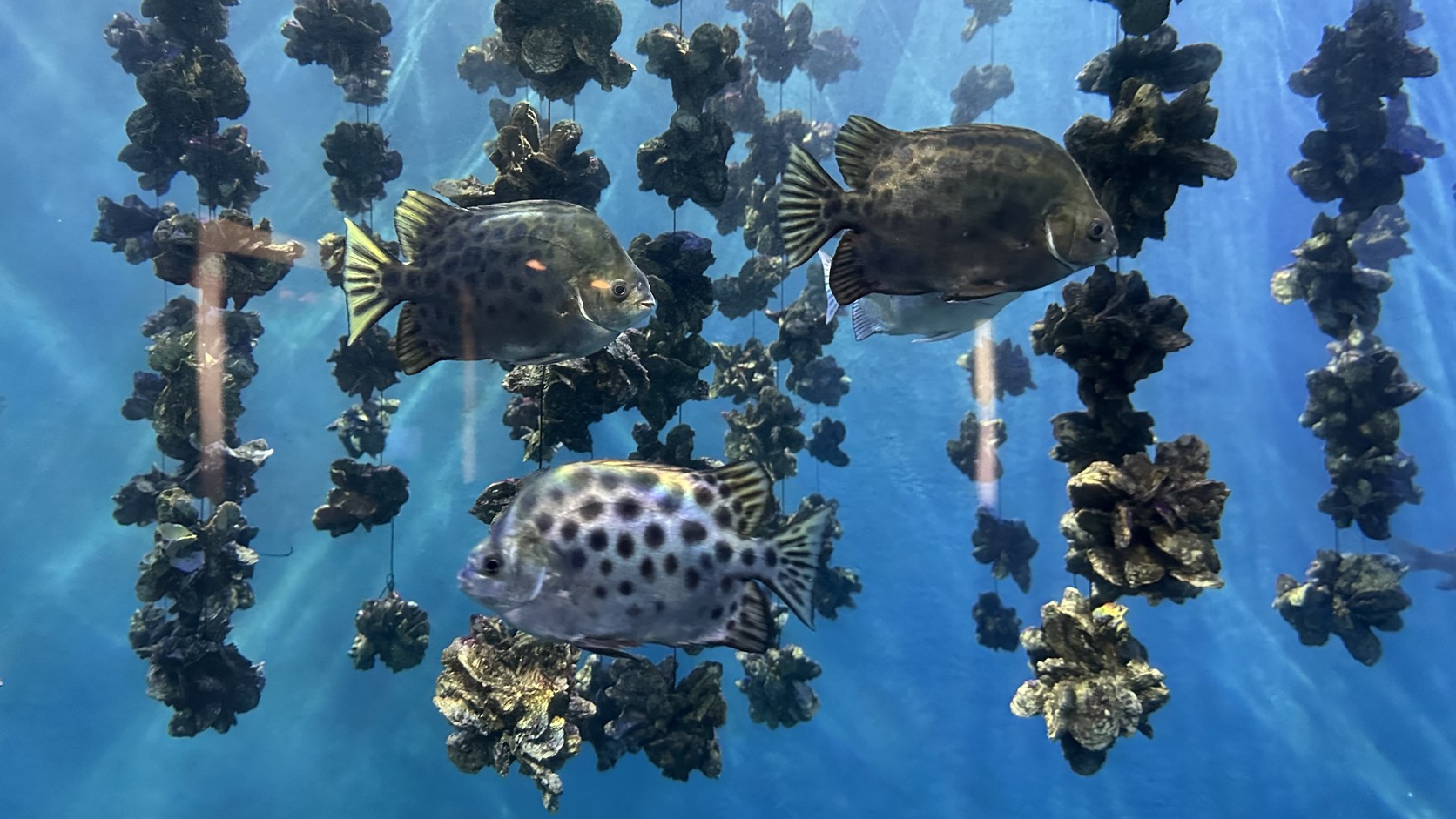 臺灣水域館中吊掛牡蠣的水槽，魚群游在牡蠣串之間