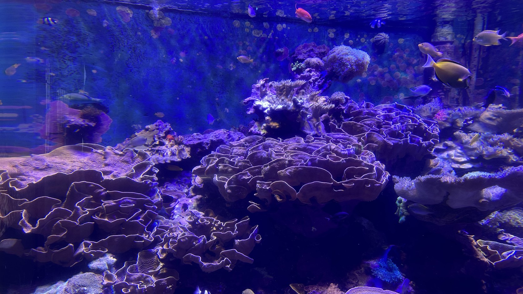 珊瑚王國館的珊瑚大水槽，珊瑚在藍色光線下一層層堆起，魚群游在其間