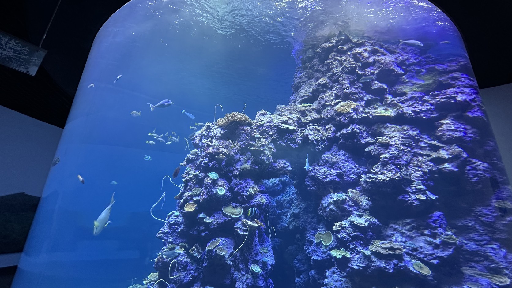 珊瑚王國館頂天立地的大圓柱水族箱，裡面是像山峰一樣的軸孔珊瑚