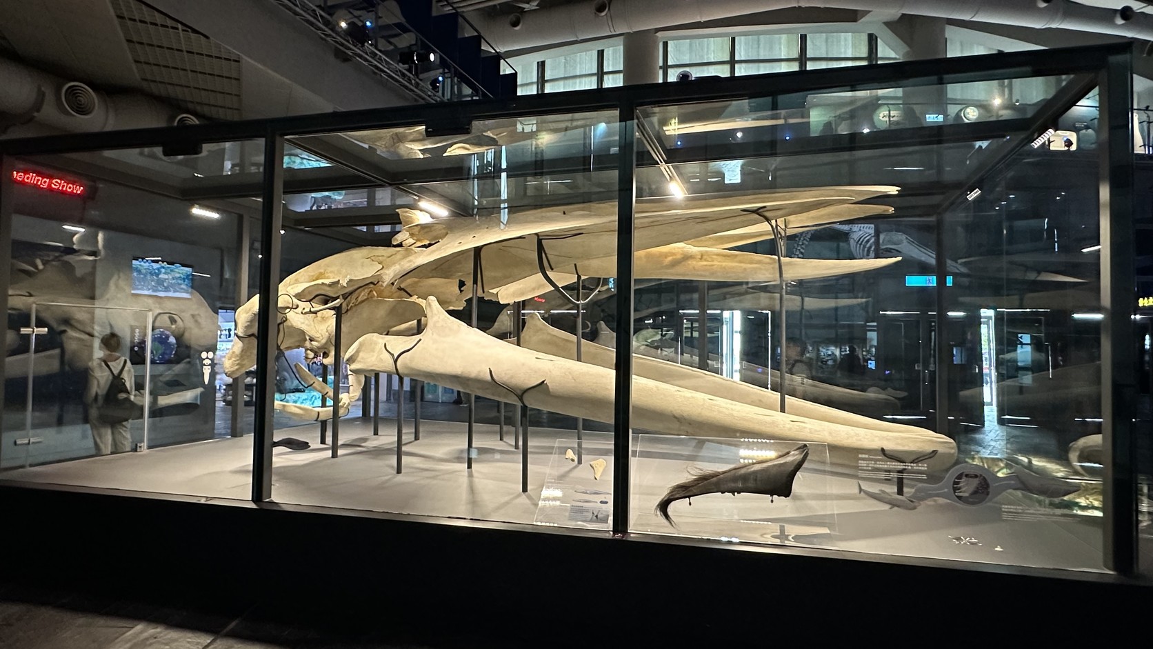 世界水域館入口附近的玻璃展櫃，陳列大型頜骨與頭骨