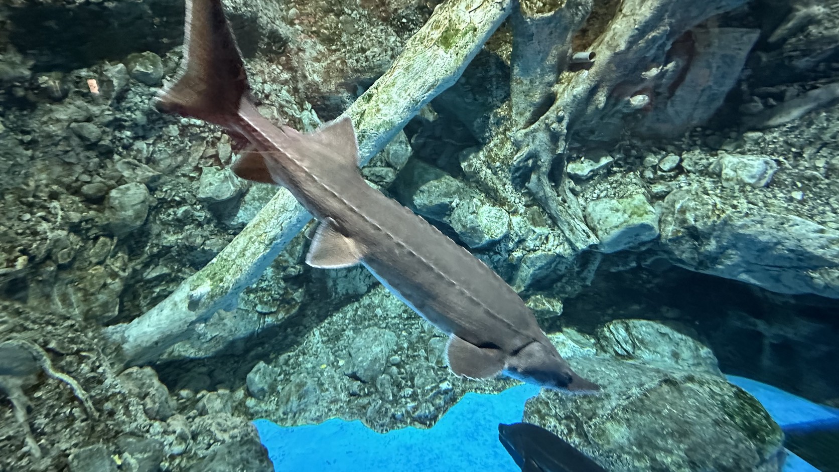 世界水域館展示缸中，西伯利亞鱘龍魚游過岩石