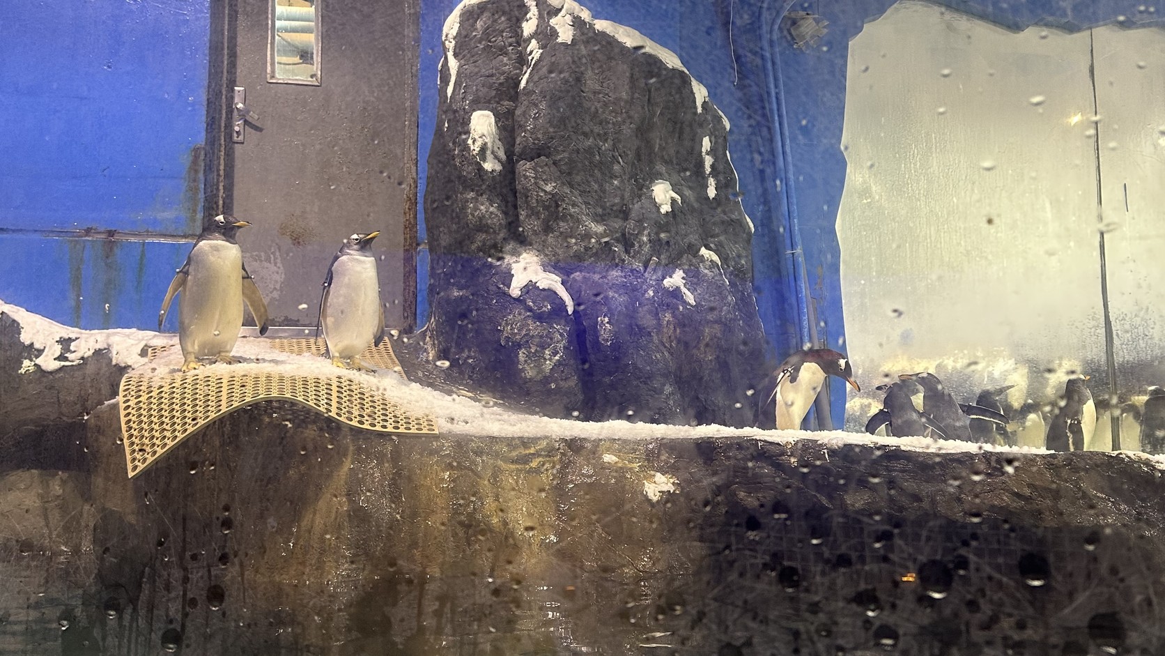 世界水域館極地展區中站在岩石上的企鵝
