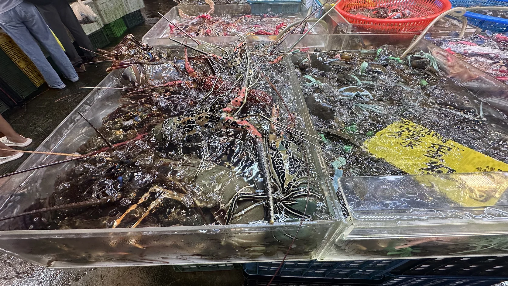 水槽裡整缸疊放的活龍蝦