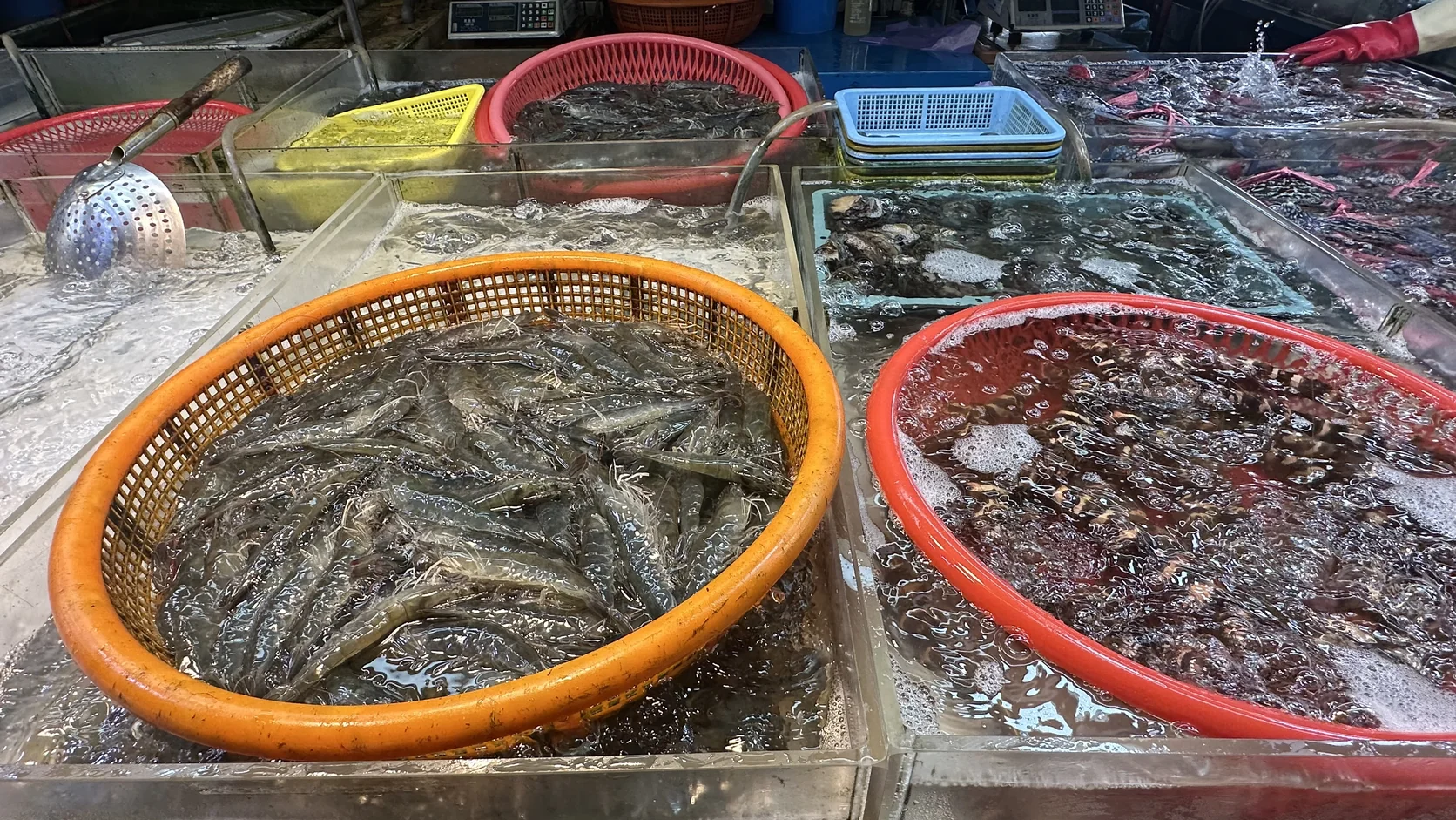 橘色與紅色魚籃裡的活蝦