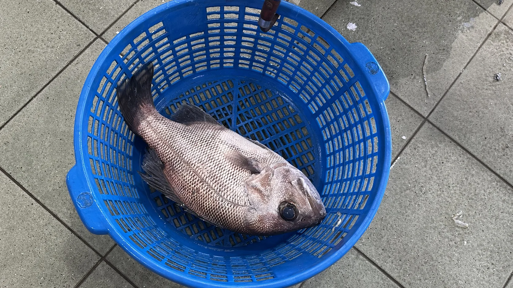 藍色塑膠魚籃裡裝著一尾整條的魚