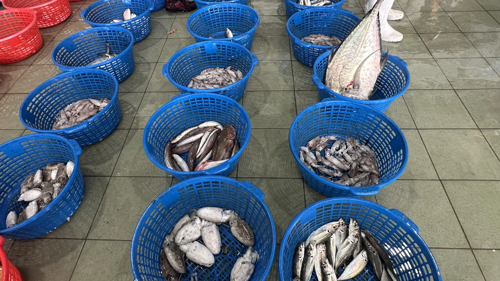排列在地面上的藍色魚籃，籃中裝著不同種類的魚貨