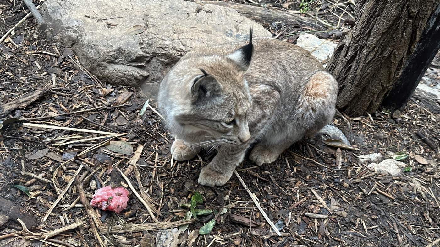 六、高原歐亞猞猁1